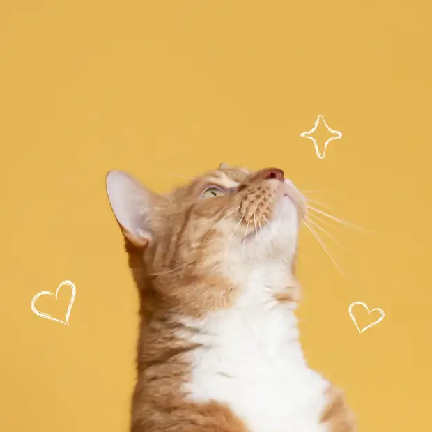 Pawprints makanan kucing tinggi protein dan bernutrisi seimbang