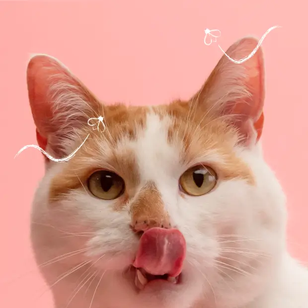 Pawprints makanan kucing tinggi protein dan bernutrisi seimbang