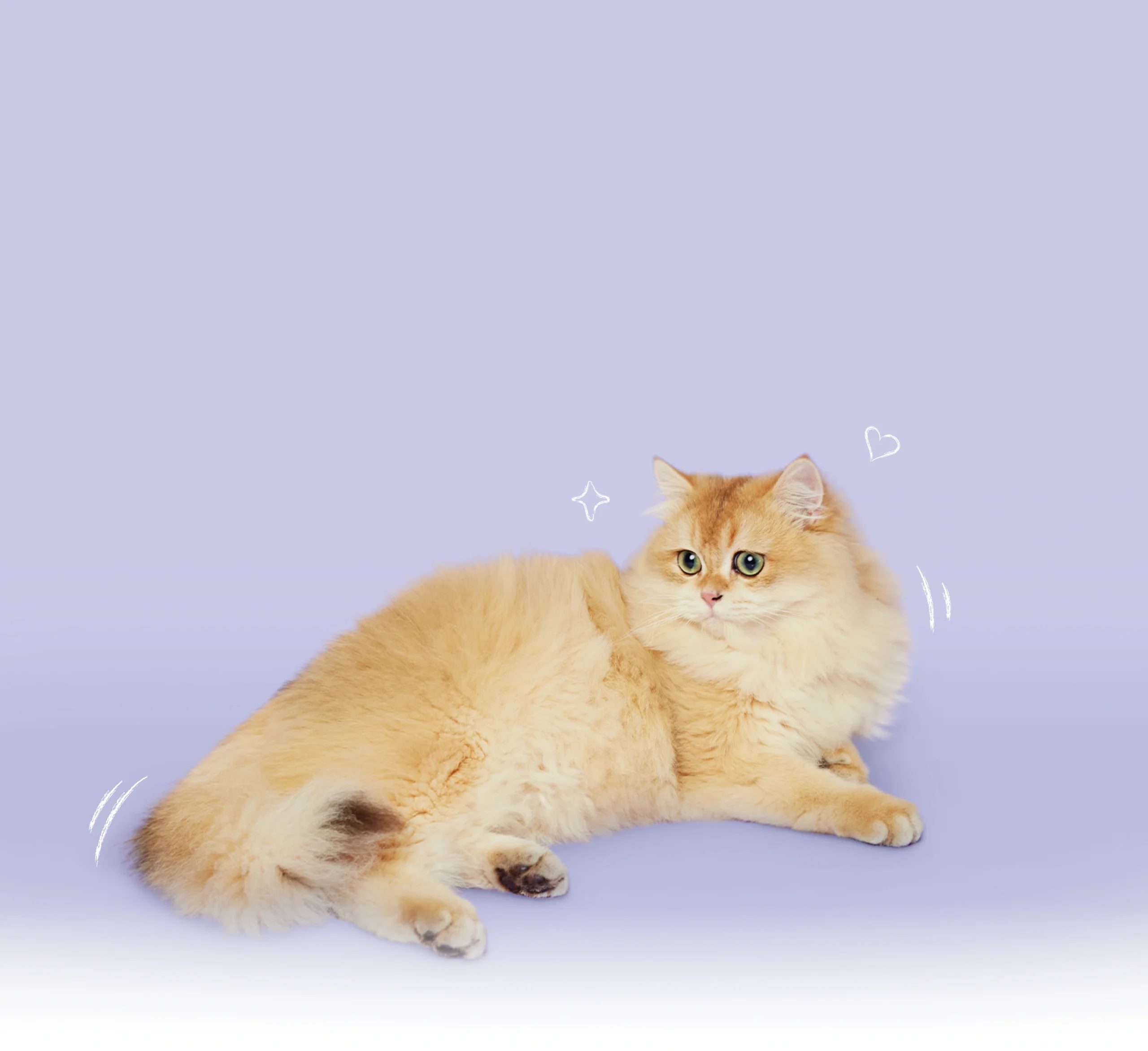 Pawprints makanan kucing tinggi protein dan bernutrisi seimbang