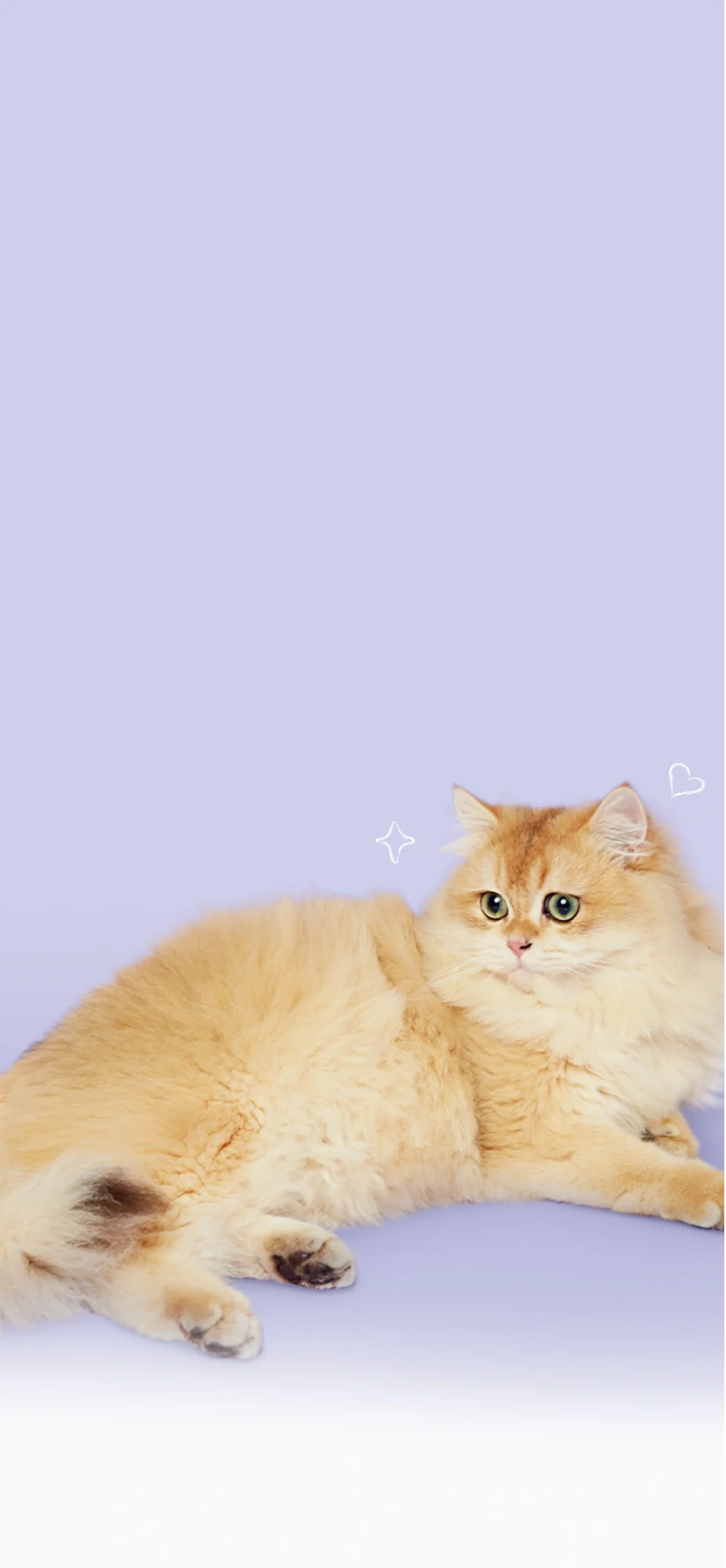 Pawprints makanan kucing tinggi protein dan bernutrisi seimbang